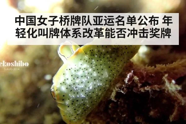 中国女子桥牌队亚运名单公布 年轻化叫牌体系改革能否冲击奖牌
